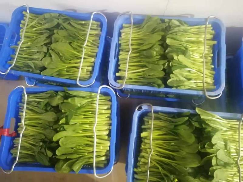 广东菜苔，尖叶菜心，菜地直拱，一箱30斤，28元
