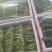 广东菜苔，尖叶菜心，菜地直拱，一箱30斤，28元