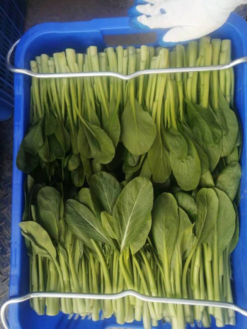 广东菜苔，尖叶菜心，菜地直拱，一箱30斤，28元