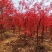 美国红枫日本红枫中国红枫三季红2~15公分绿化风景树