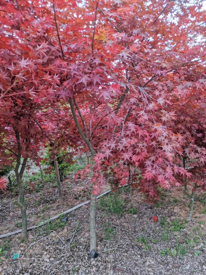 三季红红枫2~15公分价格别墅庭院绿化彩叶景观树红枫