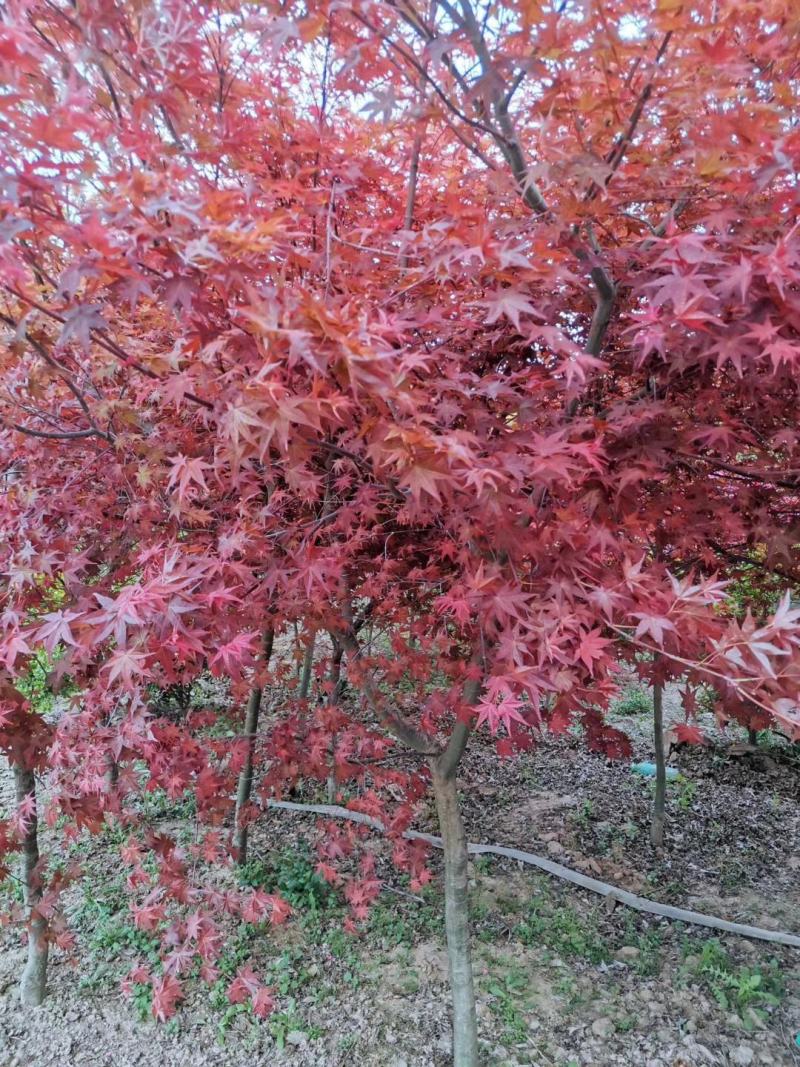 三季红红枫2~15公分价格别墅庭院绿化彩叶景观树红枫