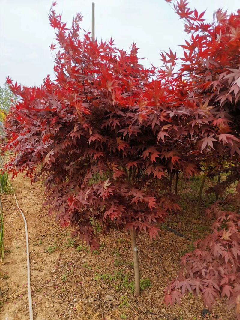 三季红红枫2~15公分价格别墅庭院绿化彩叶景观树红枫