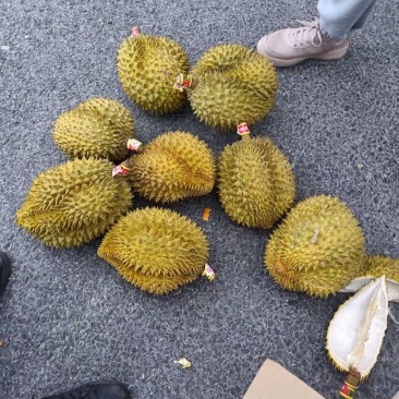 现在是榴莲的高峰期，本公司每天到20车到30车榴莲