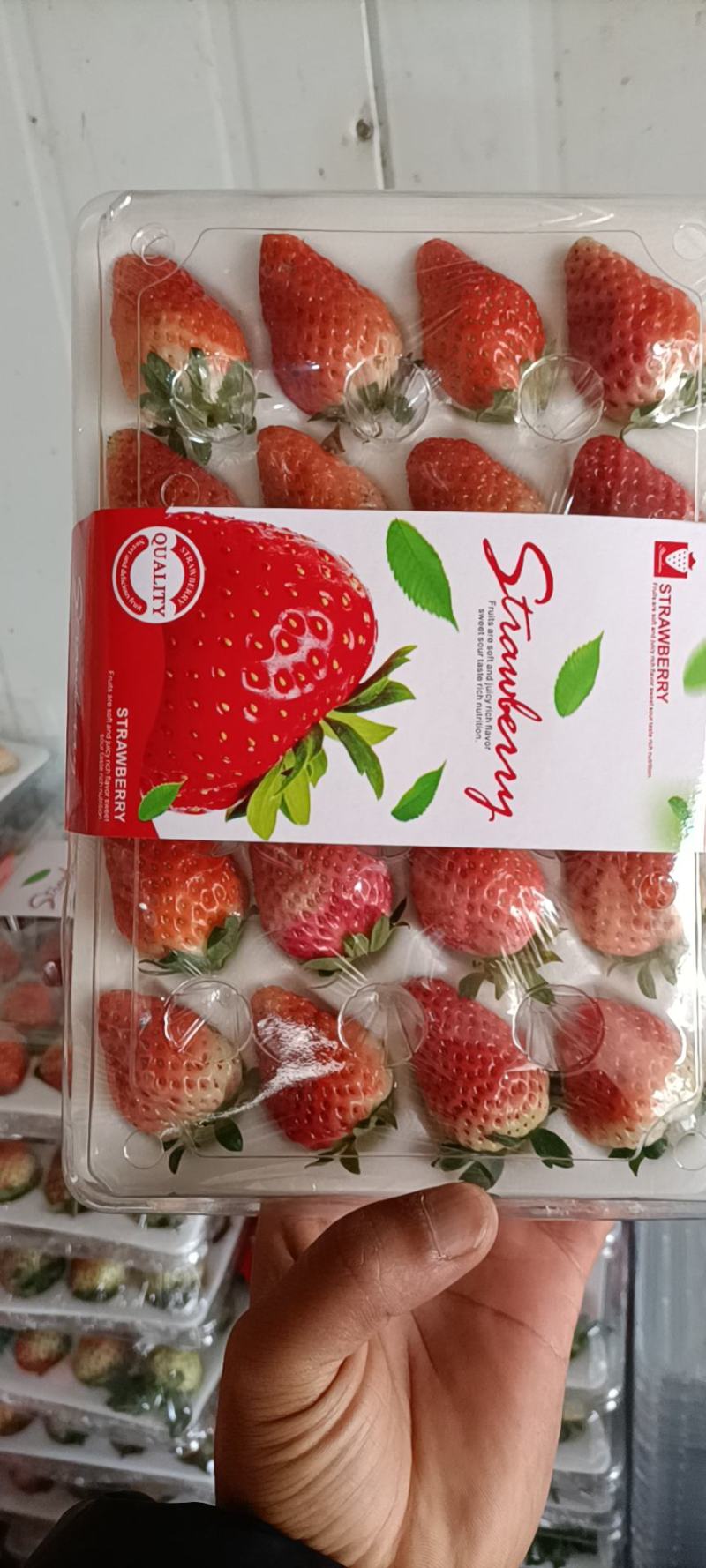 奶油草莓品种多各种包装礼盒对接各大商超