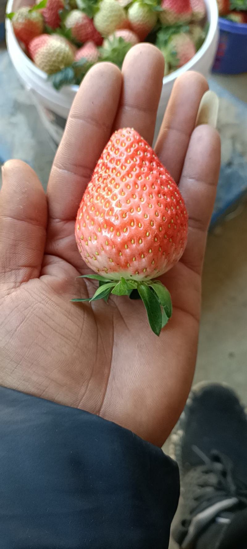 奶油草莓品种多各种包装礼盒对接各大商超