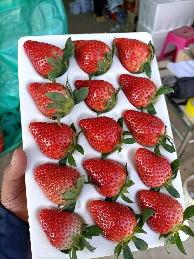奶油草莓品种多各种包装礼盒对接各大商超