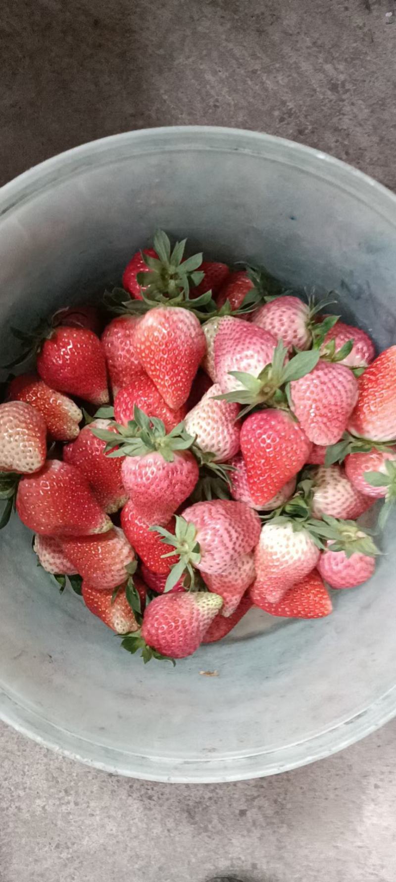 奶油草莓品种多各种包装礼盒对接各大商超