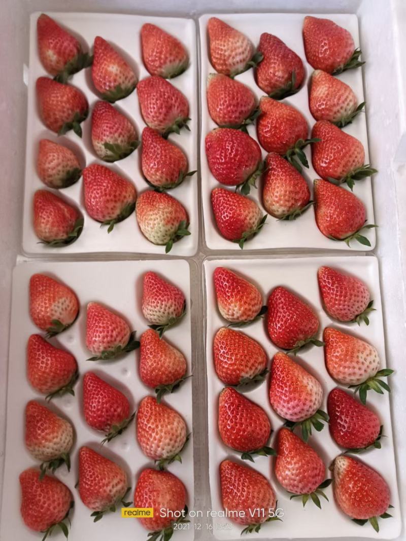 奶油草莓品种多各种包装礼盒对接各大商超