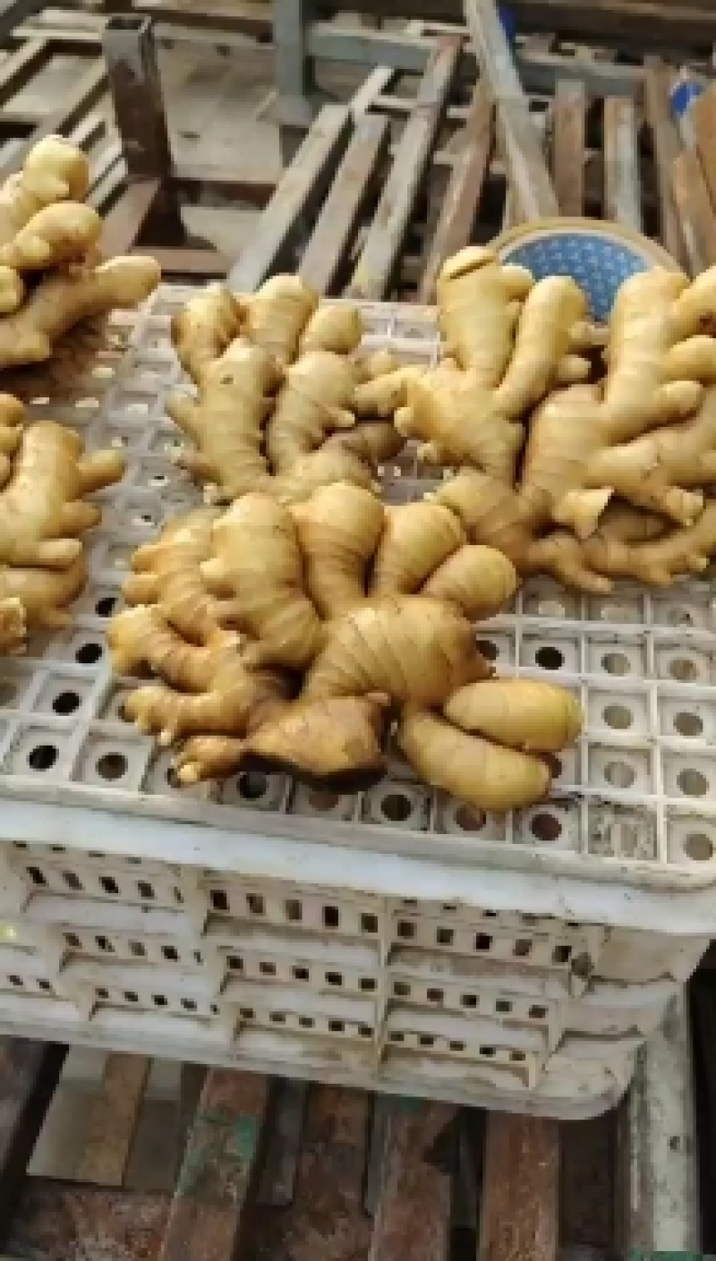 生姜批发窖藏大黄姜生姜代存电商市场商超