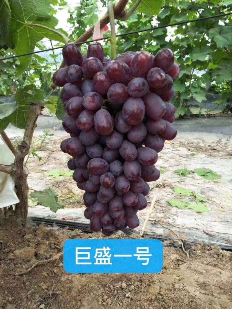 【精品】巨胜一号红提货源足品质好专业代办服务完善