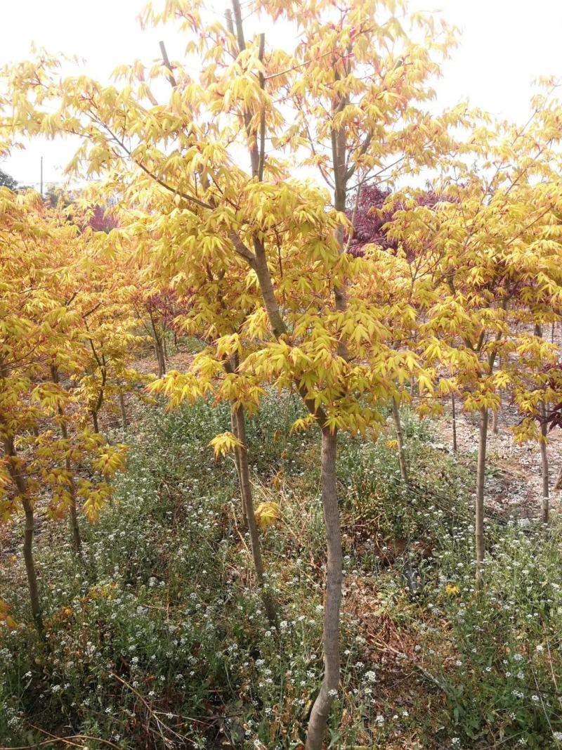 黄金枫树苗2~15公分价格黄金枫别墅景区绿化风景树苗