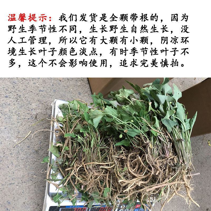 干货紫花地丁地丁草心叶堇菜玉犁头草