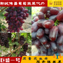 【精品】巨胜一号红提货源足品质好专业代办服务完善
