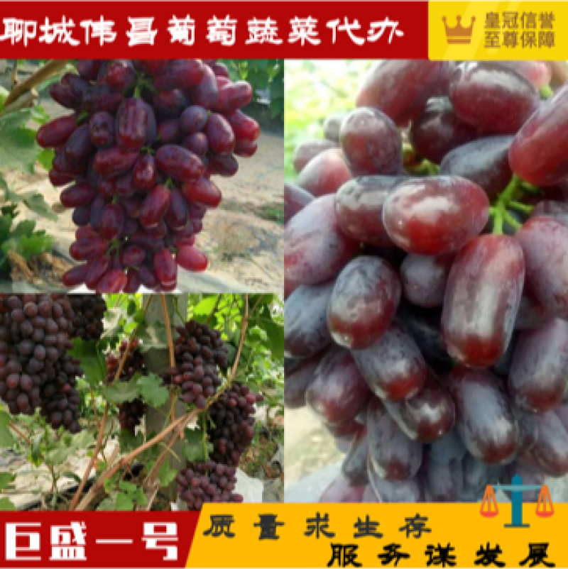 【精品】巨胜一号红提货源足品质好专业代办服务完善