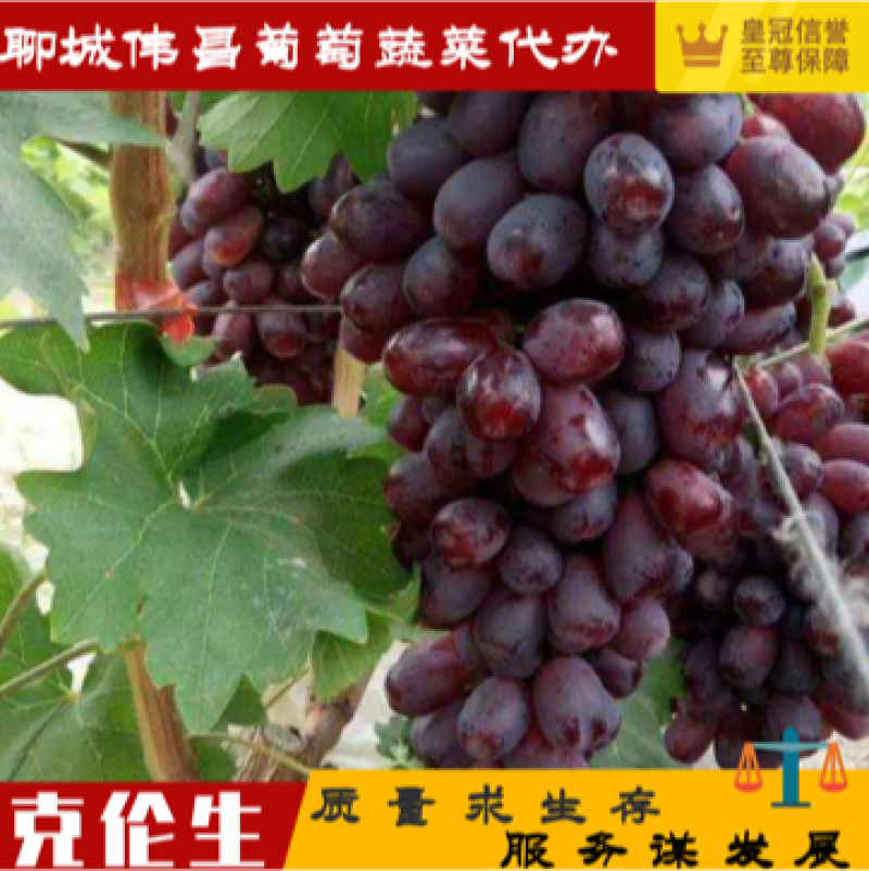 【精品】产地直供克伦生葡萄货源充足专业代办服务