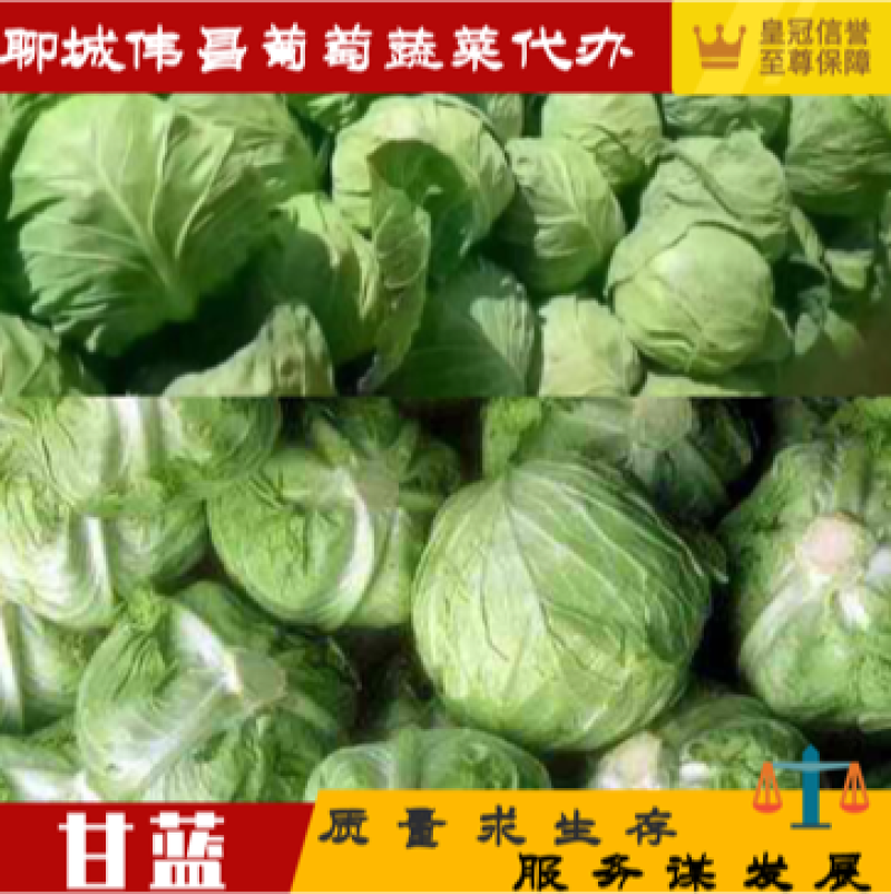 【精品】万亩甘蓝产地直供服务完善对接各级客商