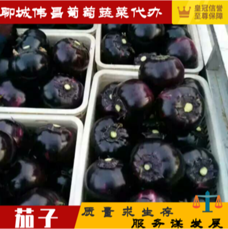【精品】紫光圆茄5两以上货源充足品质保障欢迎咨询