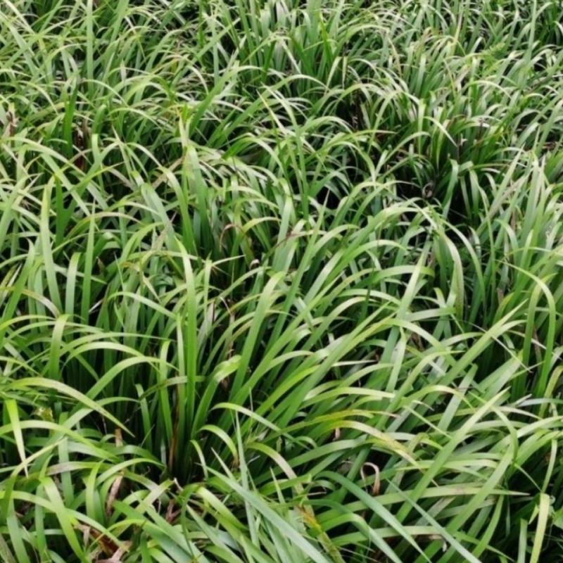 野生五香草三奈去腥牛瘪香料随手香湖南土特产水培种植带根