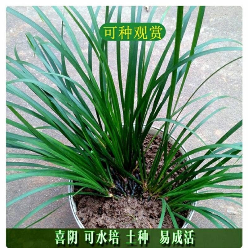 野生五香草三奈去腥牛瘪香料随手香湖南土特产水培种植带根