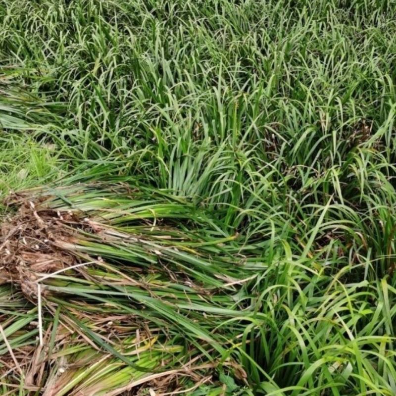 野生五香草三奈去腥牛瘪香料随手香湖南土特产水培种植带根