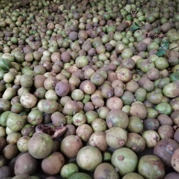 大量供应茶油果