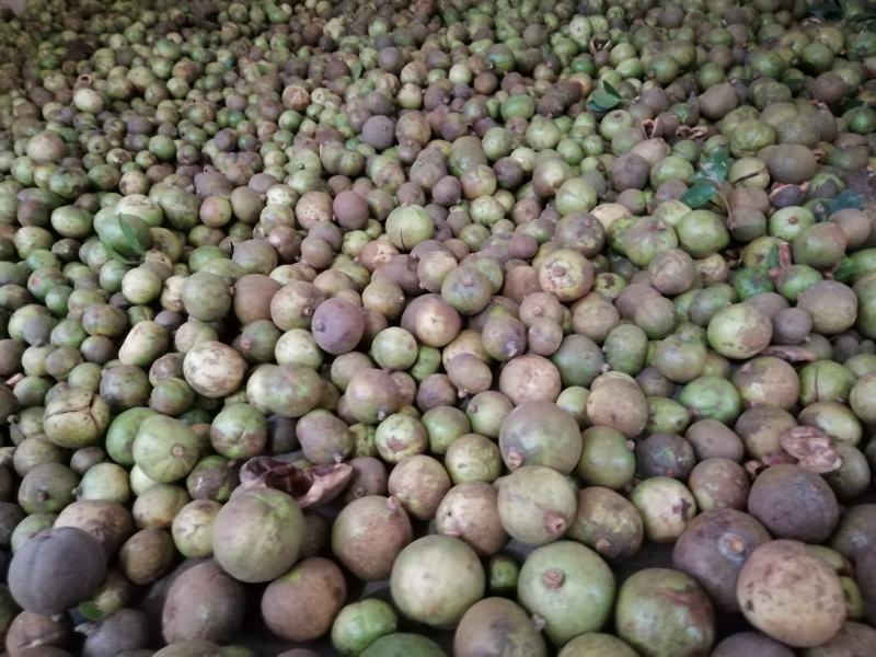 大量供应茶油果