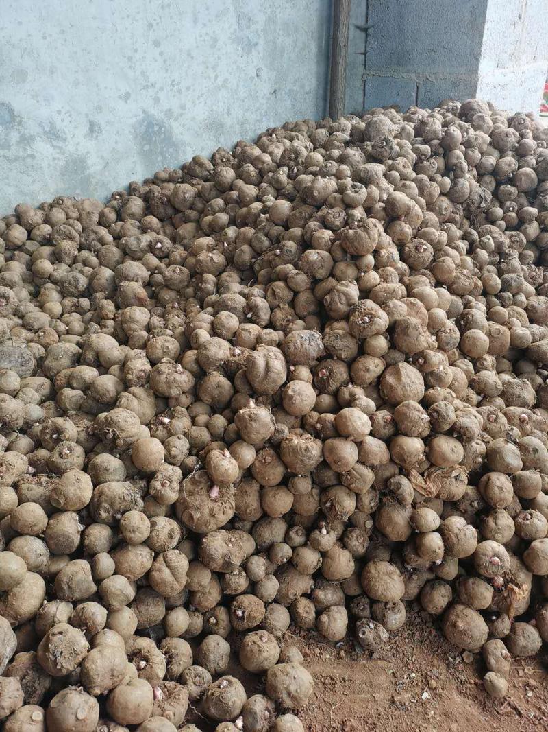 云南一代二代商品魔芋种批发，魔芋基地直供易活发芽率高