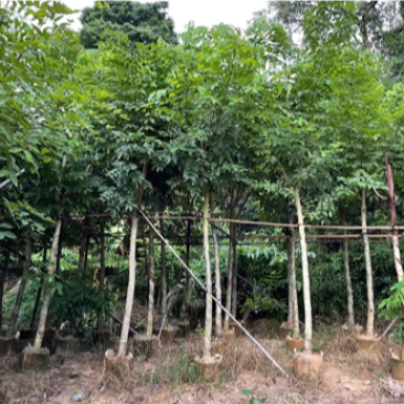 腊肠树5-25分