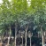 腊肠树5-25分
