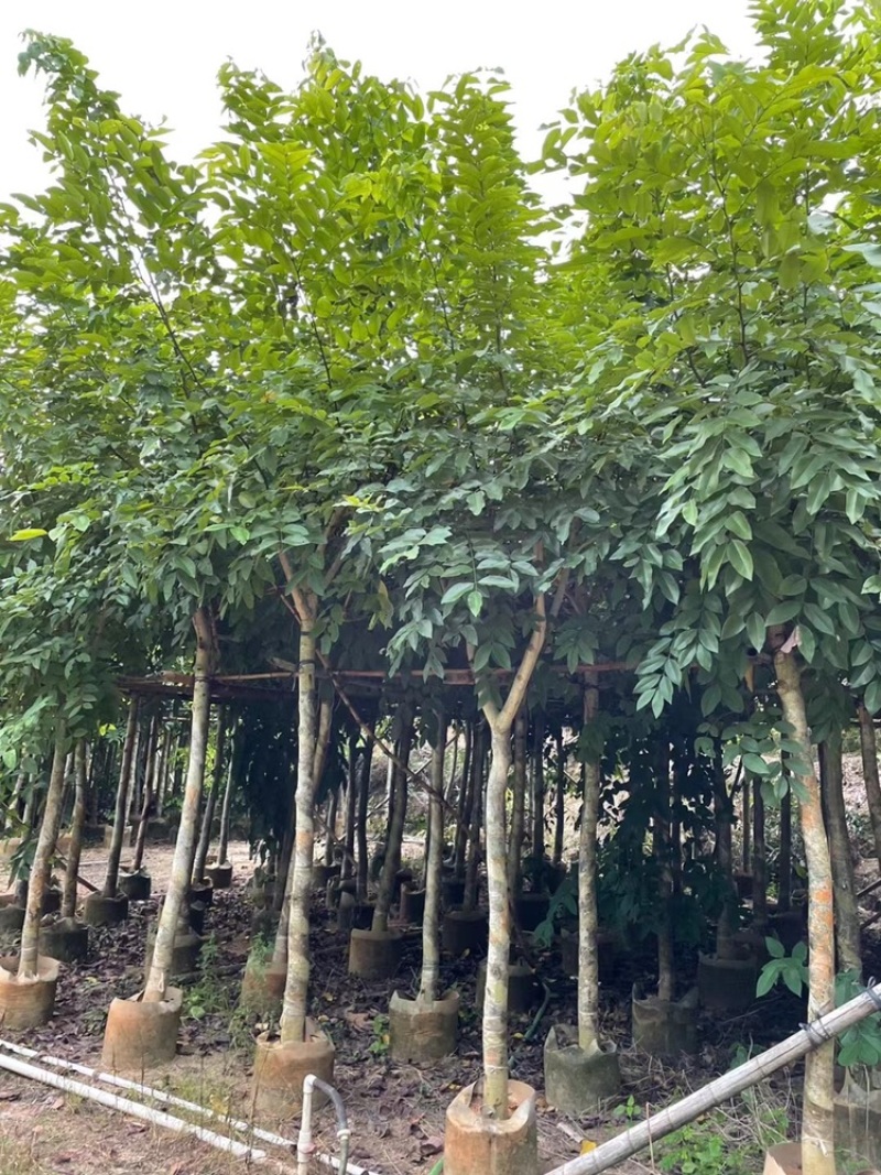 腊肠树5-25分