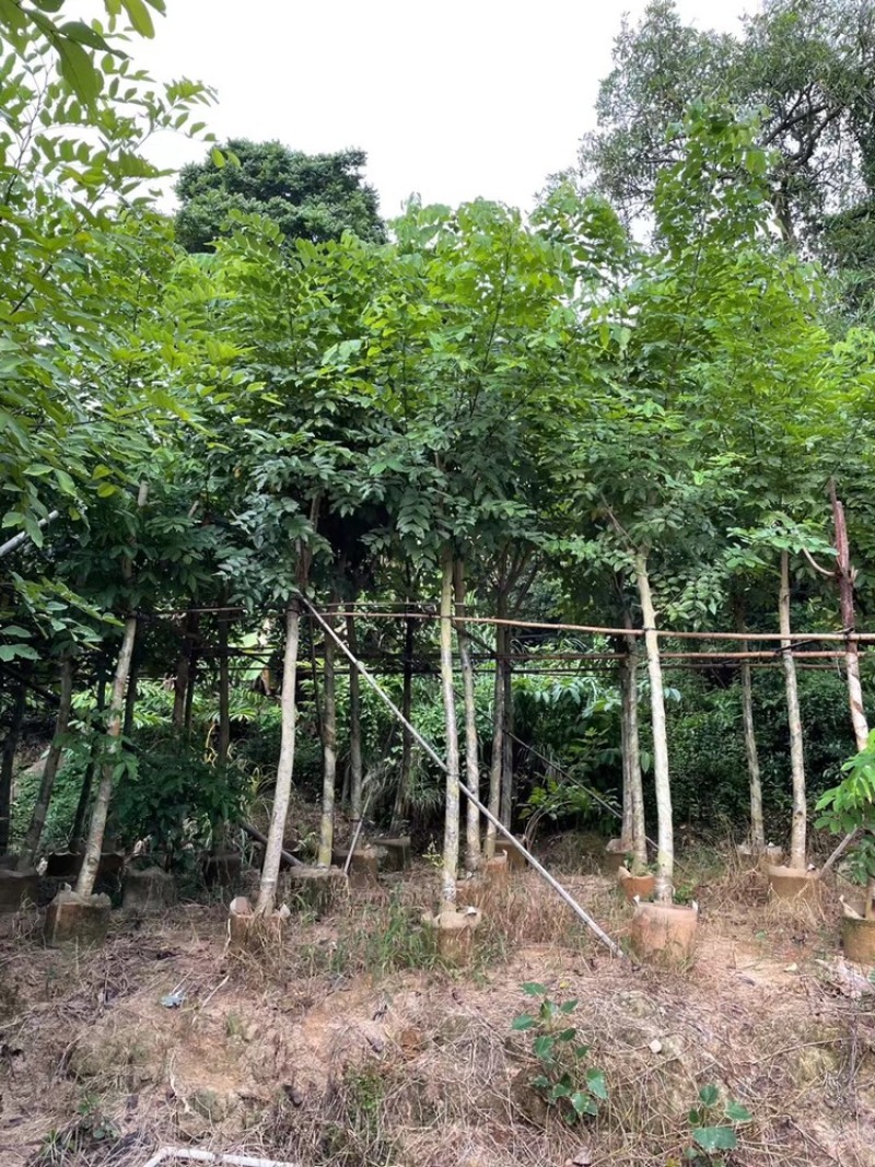 腊肠树5-25分