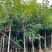 腊肠树5-25分
