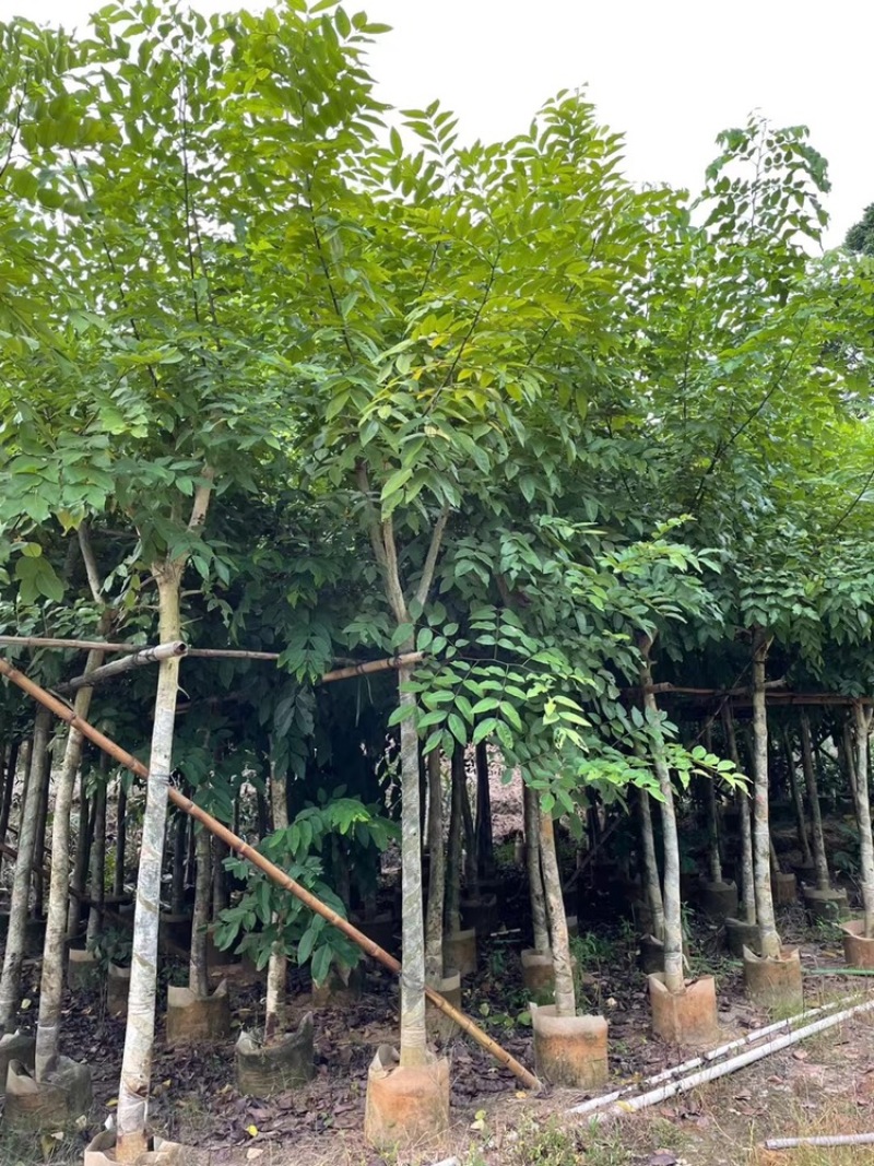 腊肠树5-25分