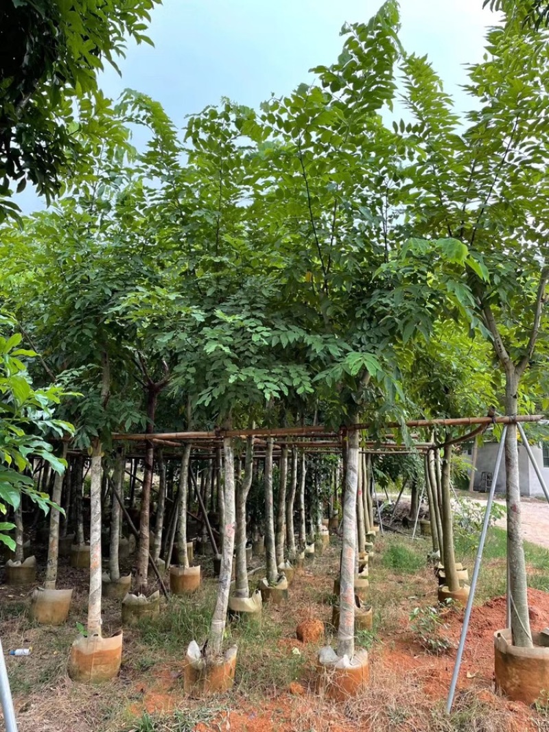 腊肠树5-25分