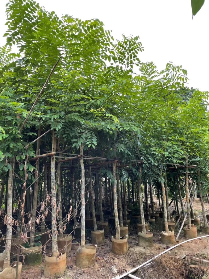腊肠树5-25分