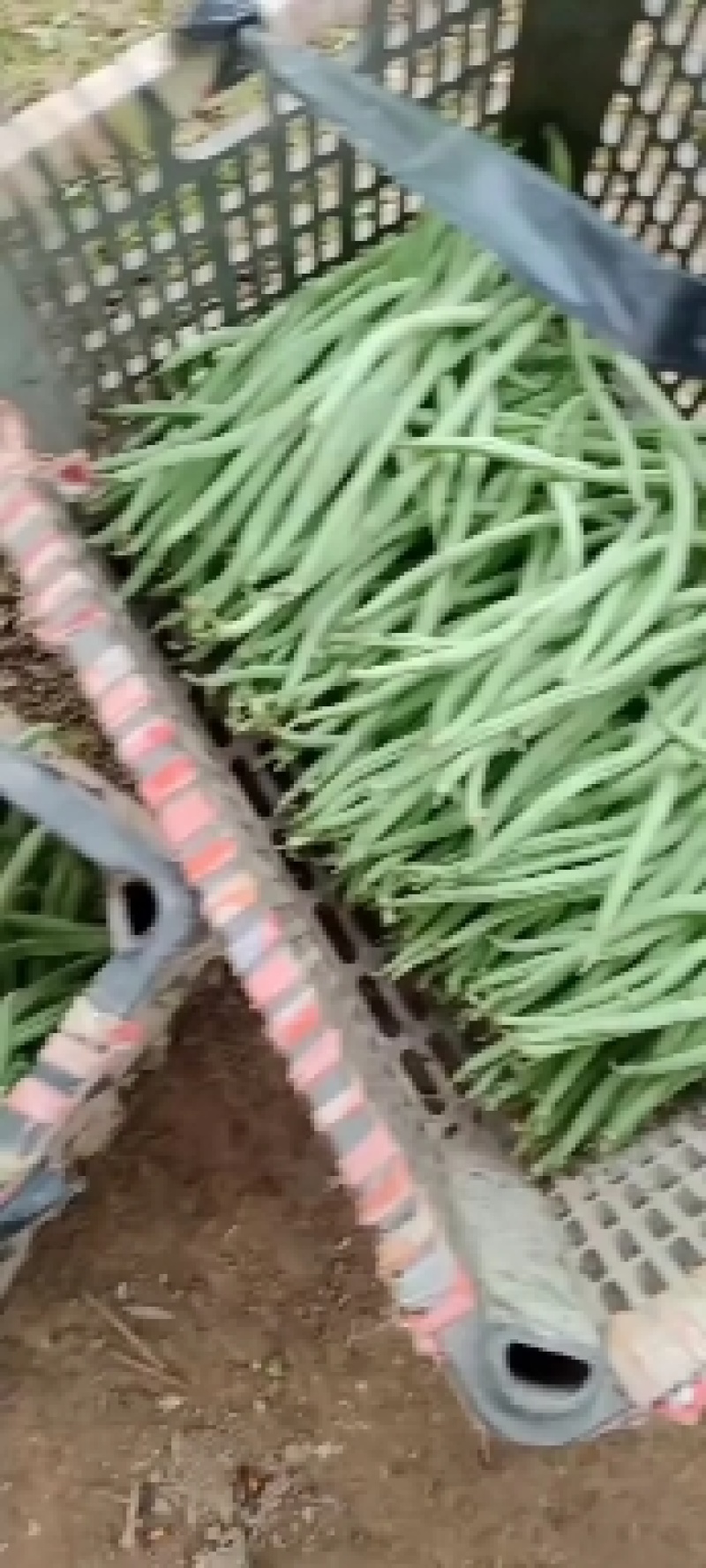 蔬菜无筋豆