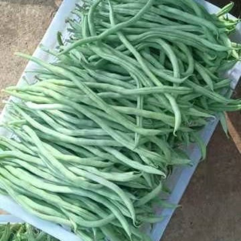 蔬菜无筋豆