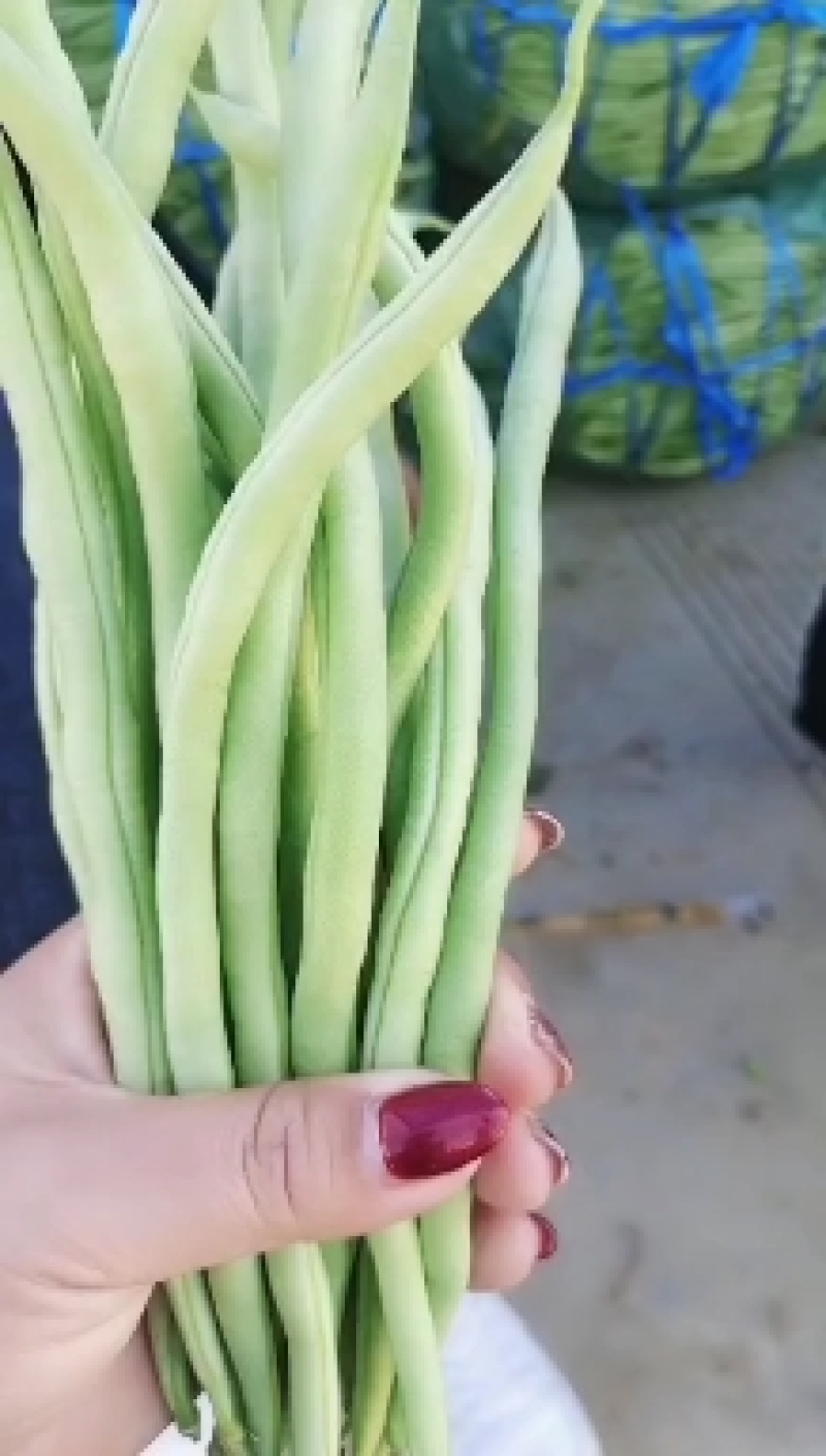 蔬菜无筋豆