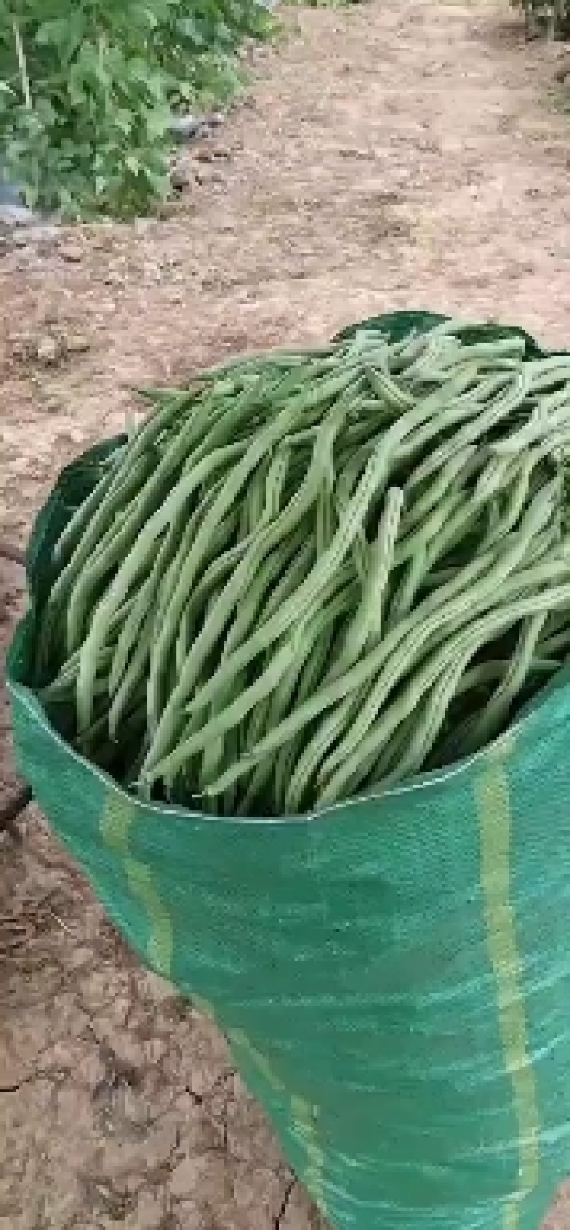 蔬菜无筋豆