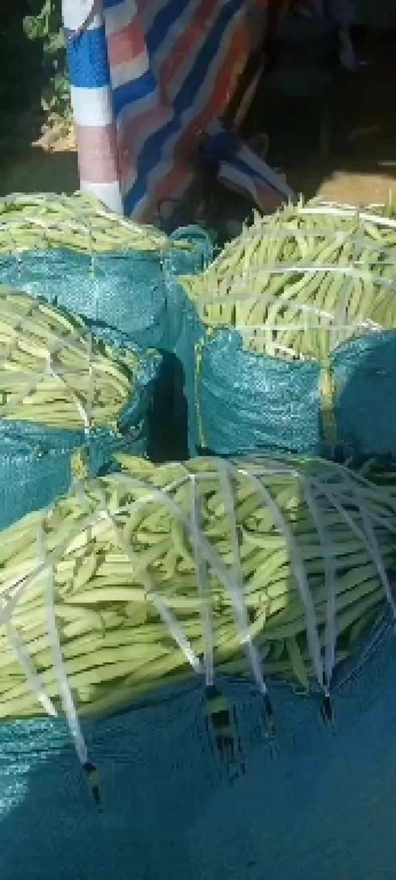 蔬菜无筋豆