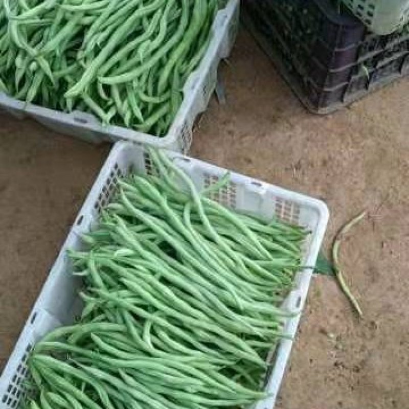 蔬菜无筋豆