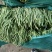 蔬菜无筋豆