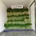 《推荐》优质大棚西芹65cm以上山东芹菜一手货源一条龙