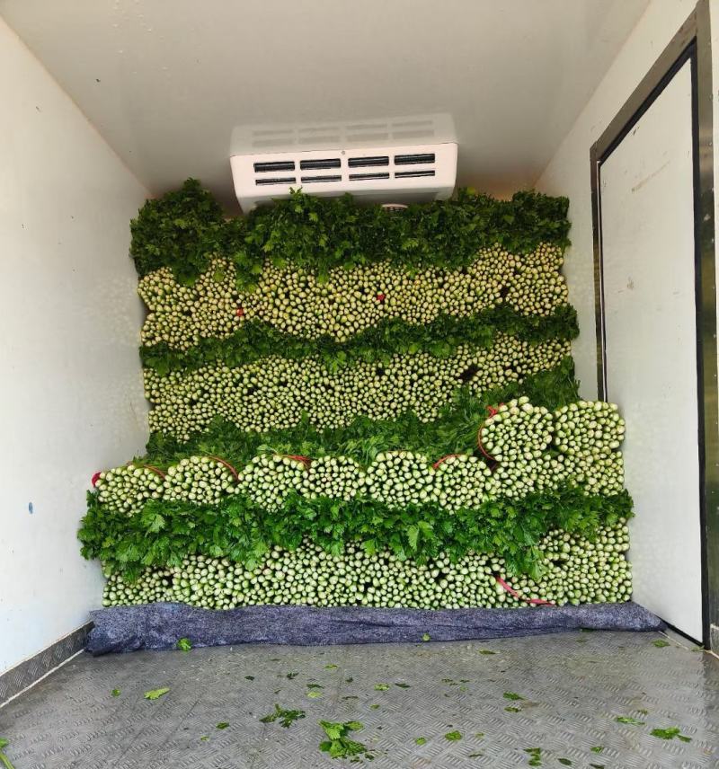 《推荐》优质大棚西芹65cm以上山东芹菜一手货源一条龙