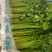 《推荐》优质大棚西芹65cm以上山东芹菜一手货源一条龙