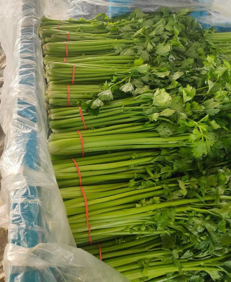 《推荐》优质大棚西芹65cm以上山东芹菜一手货源一条龙