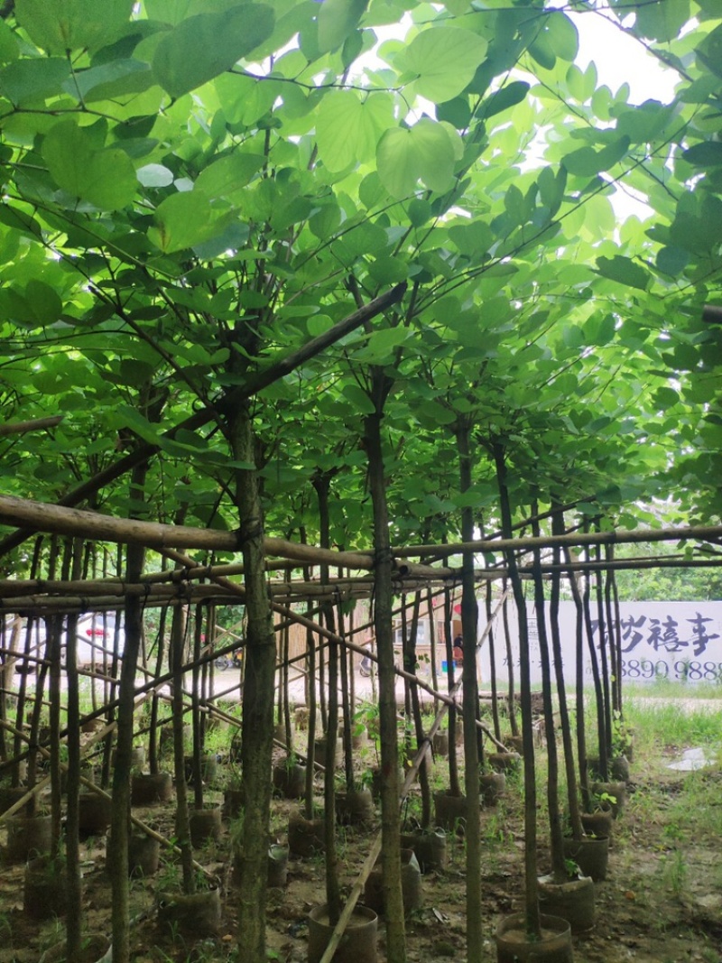 羊蹄甲树5-30分低价出售