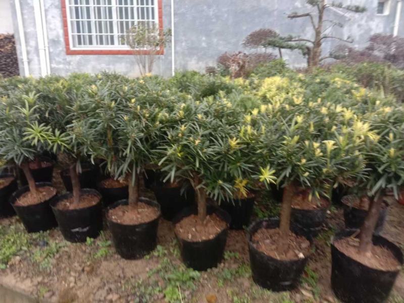 中叶圆球形罗汉松盆景盆栽四季常青园林工程绿植
