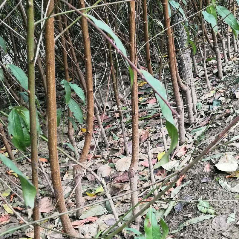 1公分嫁接桃树苗价格1.5公分1.5米桃树苗水蜜桃树